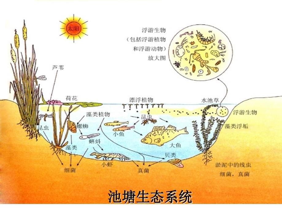 生态系统的结构_第5页