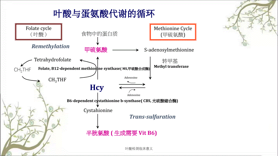 叶酸检测临床意义课件_第4页