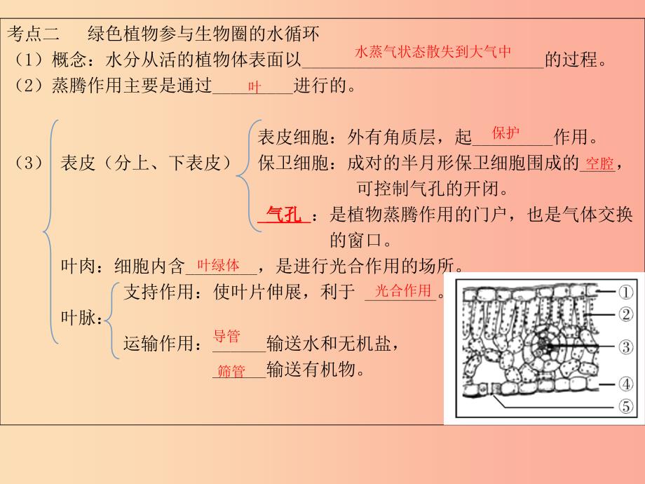 广东省河源市七年级生物上册 3.3绿色植物与生物圈的水循环课件 新人教版.ppt_第4页