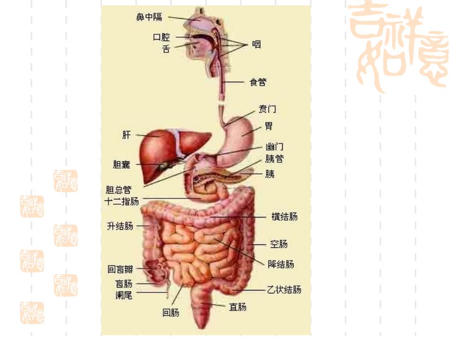 改善胃肠道的功能性食品_第4页