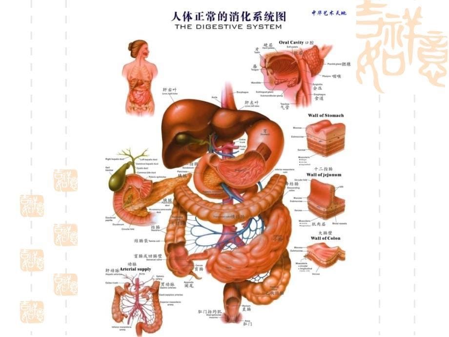 改善胃肠道的功能性食品_第5页