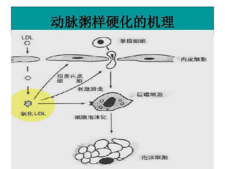 调血脂及抗动脉粥样化药课件文档资料_第5页