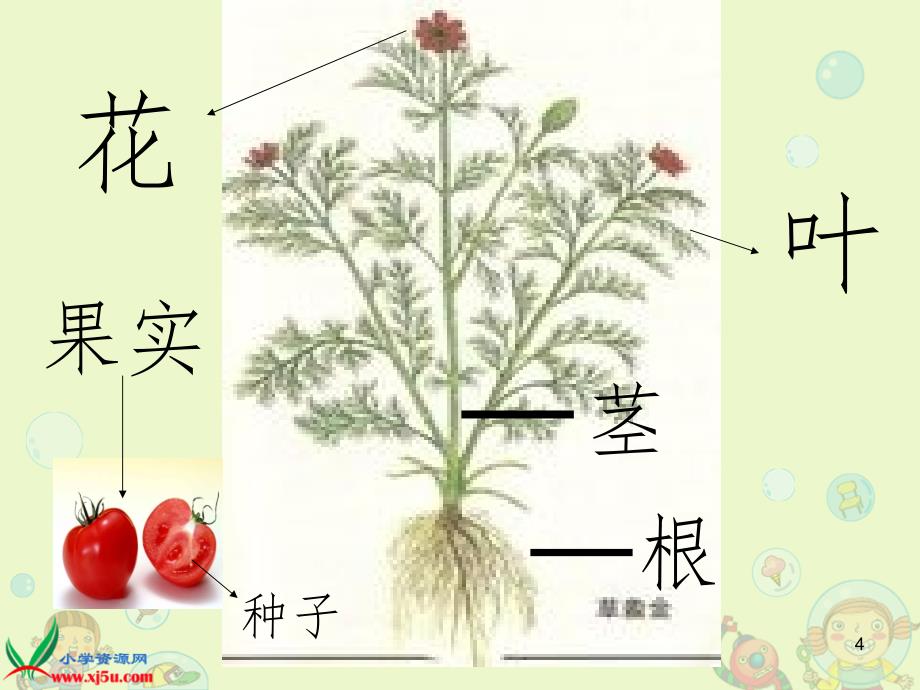 植物和我们.-文档资料_第4页