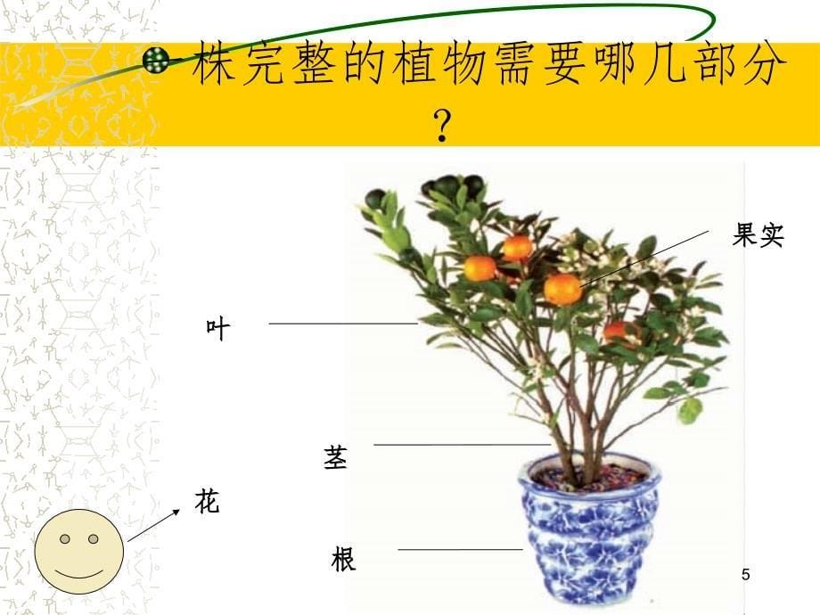 植物和我们.-文档资料_第5页