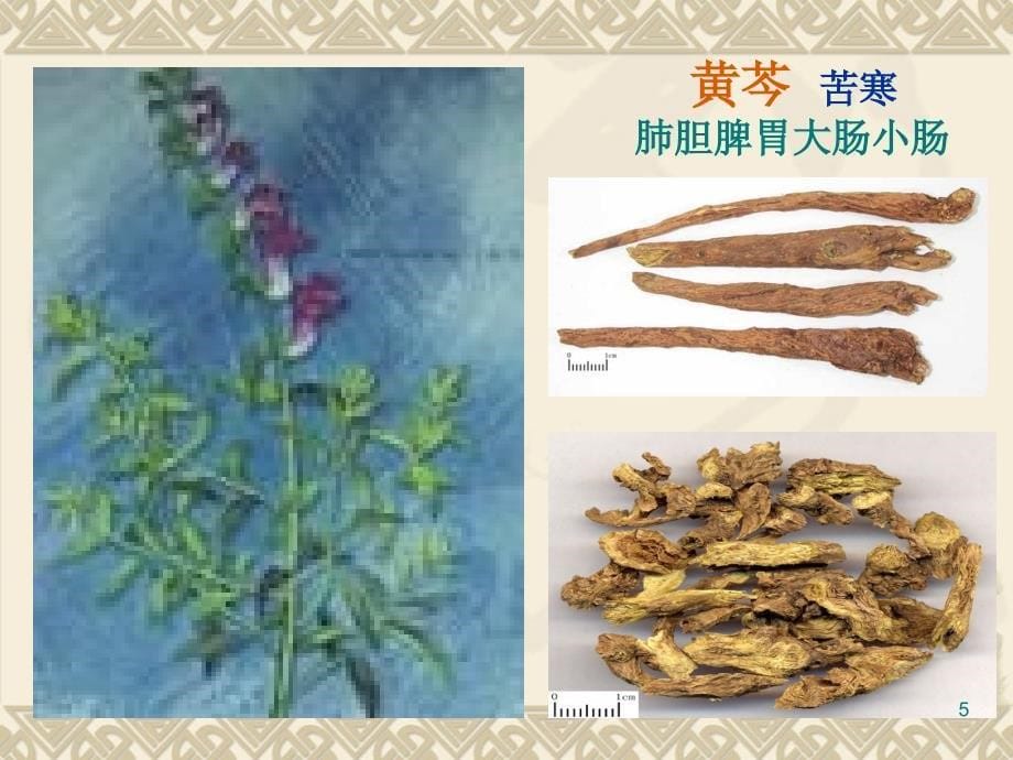 《清热燥湿药》PPT课件_第5页