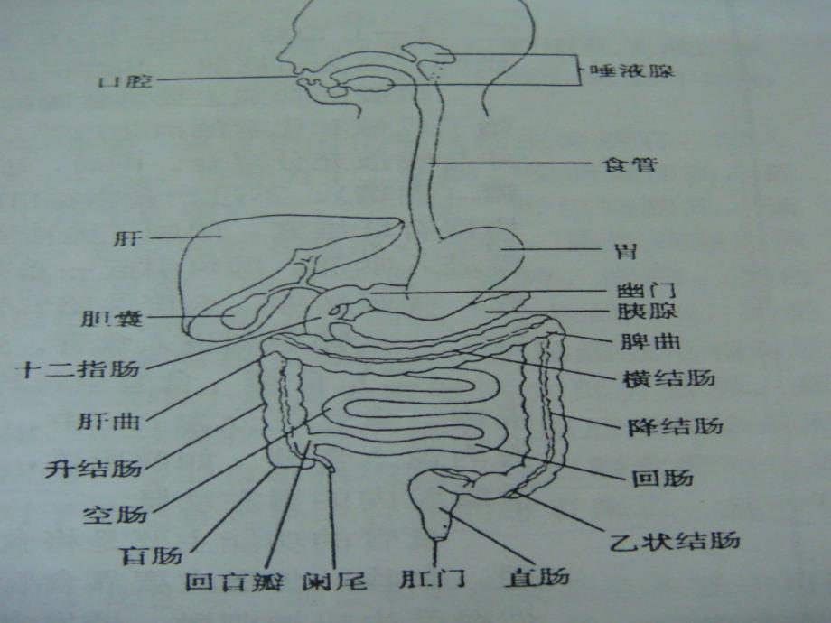 小肠疾病病人的护理_第3页