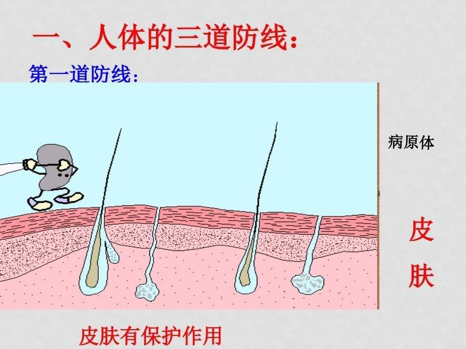 七年级生物下册 第三单元 第六章 第一节 人体的免疫功能课件济南版_第5页