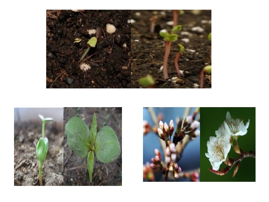 初中生物_被子植物的一生复习课教学ppt课件设计_第1页