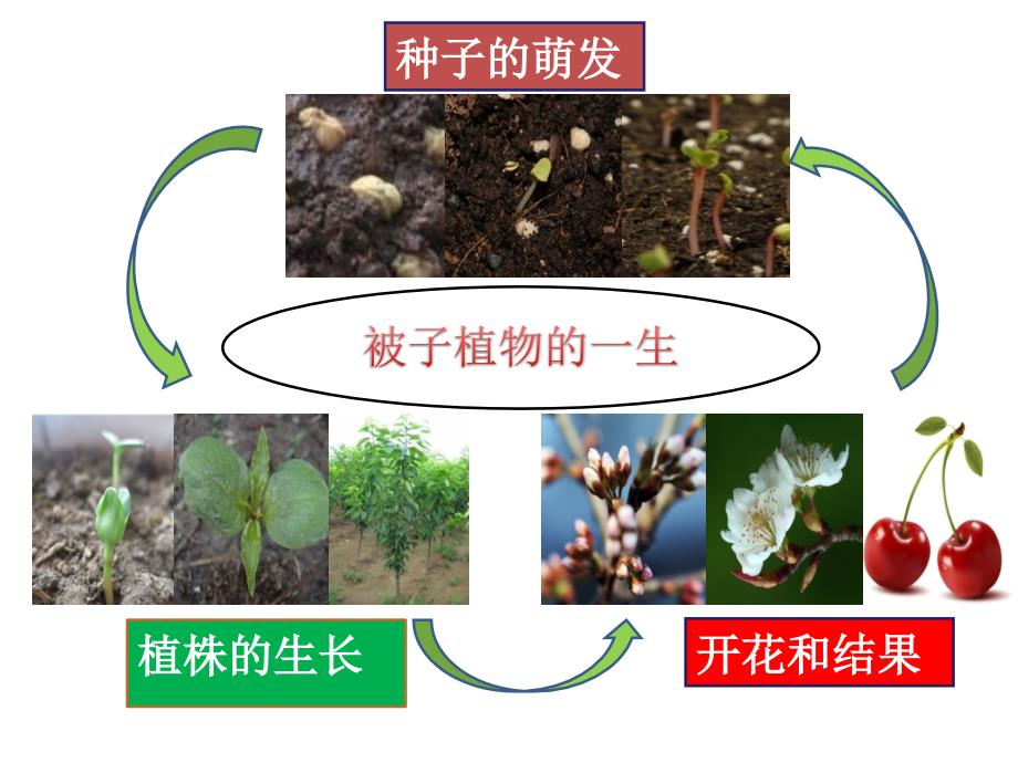 初中生物_被子植物的一生复习课教学ppt课件设计_第2页