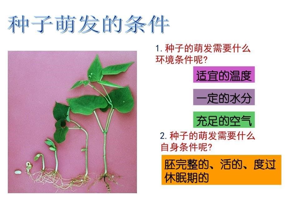 初中生物_被子植物的一生复习课教学ppt课件设计_第5页