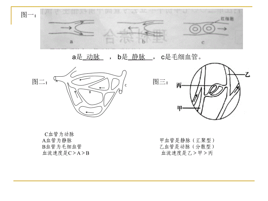 初中生物《血液循环》复习课件_第4页