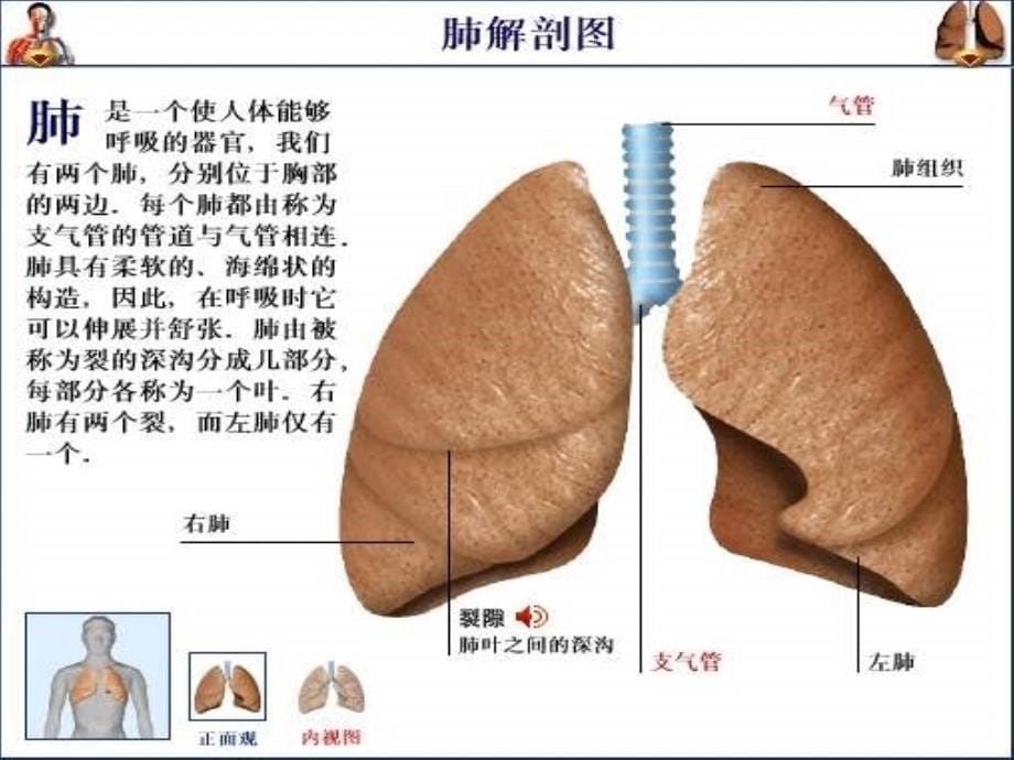 肺部疾病病人的护理_第5页