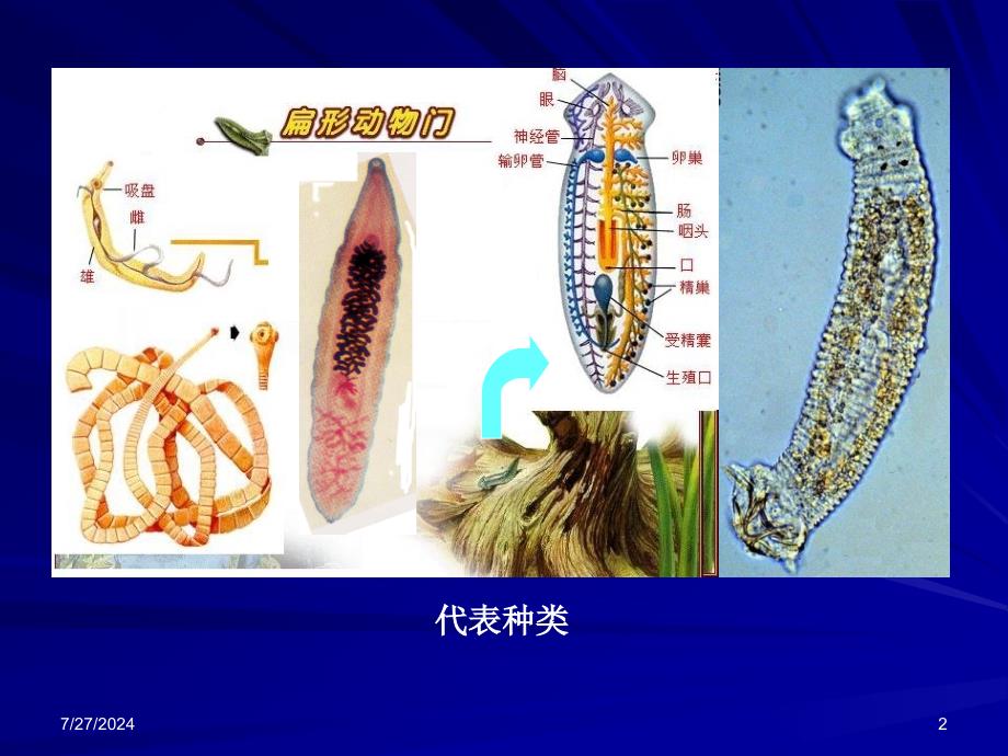 第六章扁形动物门_第2页