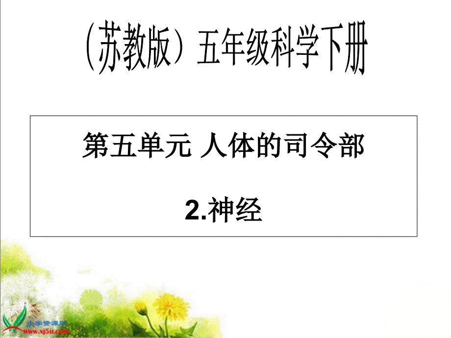 苏教版小学科学五年级下册《神经》课件(1)_第1页