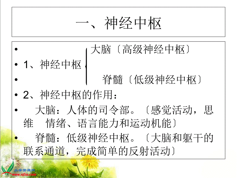 苏教版小学科学五年级下册《神经》课件(1)_第2页