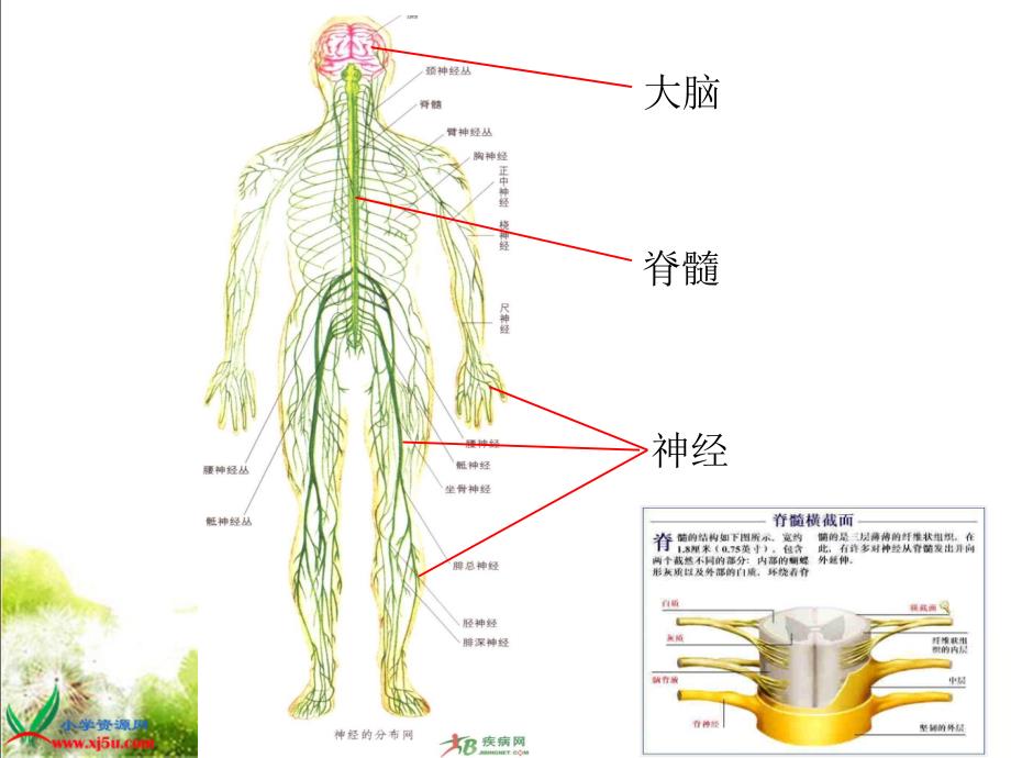 苏教版小学科学五年级下册《神经》课件(1)_第3页