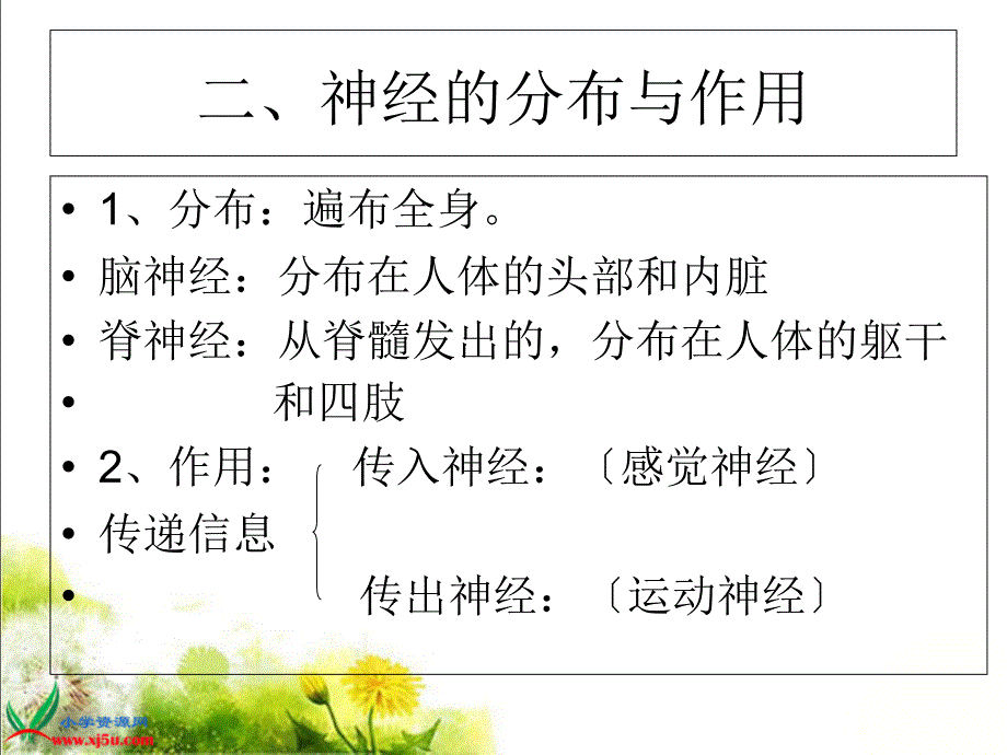 苏教版小学科学五年级下册《神经》课件(1)_第4页