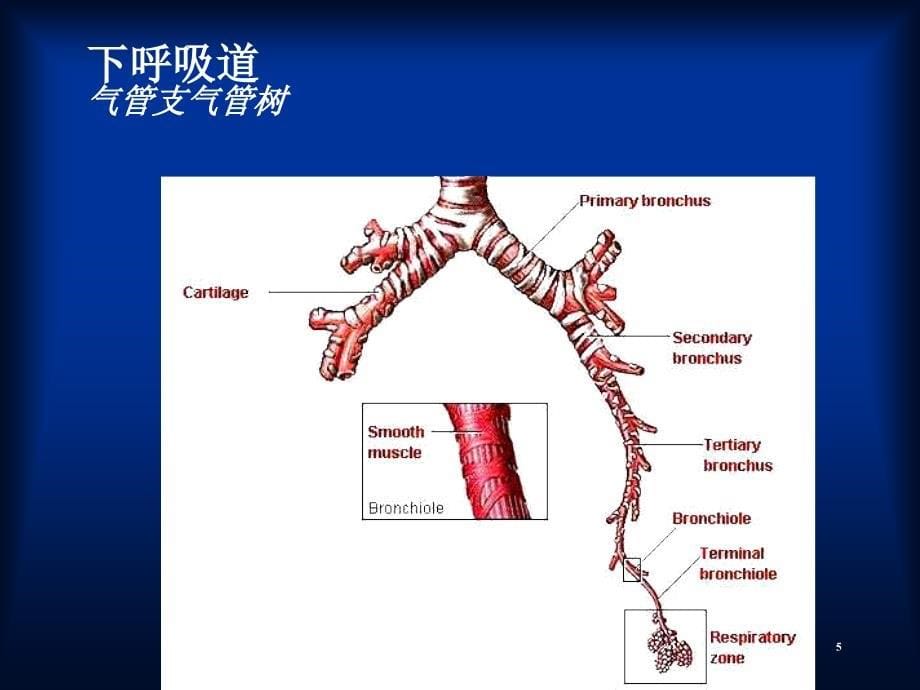 机械通气基础于湘友课件_第5页