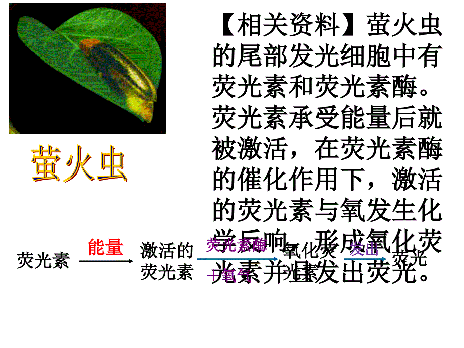 细胞的能量通货ATP市优质课_第4页