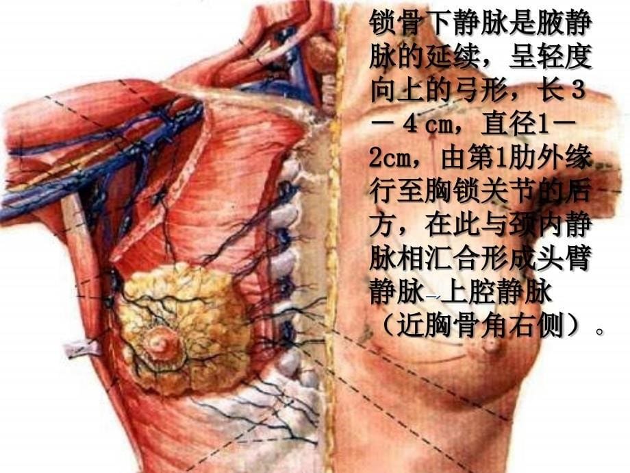 锁骨下静脉径路的技巧.ppt_第5页