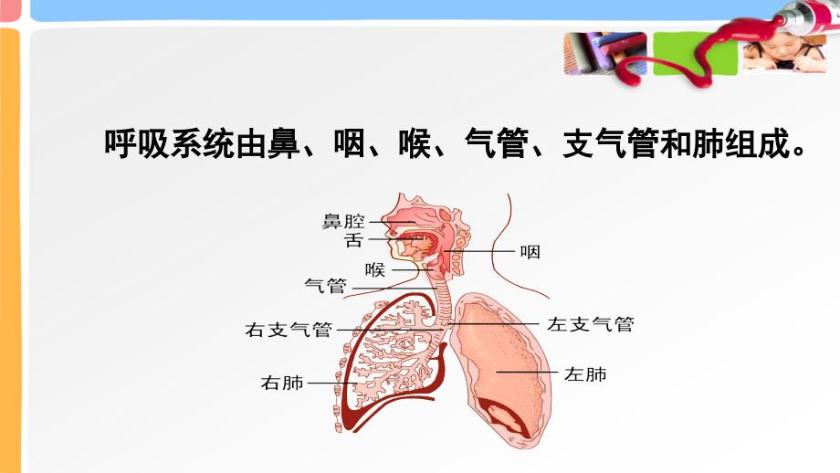 医学专题：3学前儿童呼吸、循环、消化系统的发育_第4页