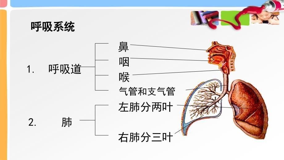 医学专题：3学前儿童呼吸、循环、消化系统的发育_第5页