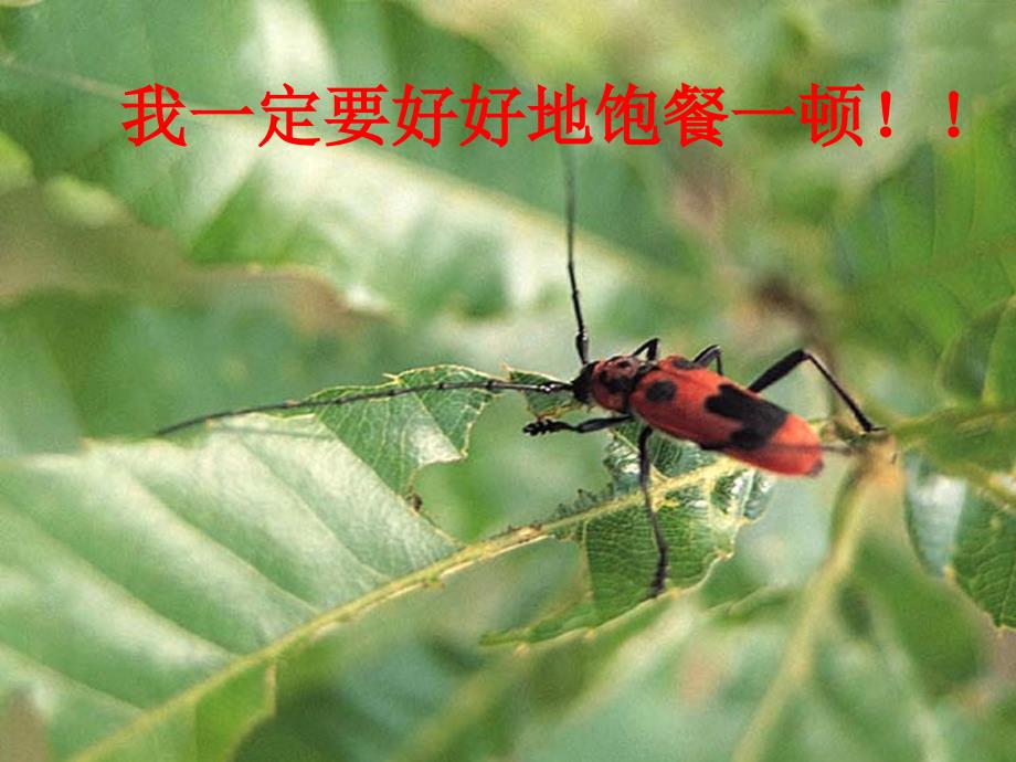 必修一生物高一第五章细胞的能量“通货”——ATP_第4页