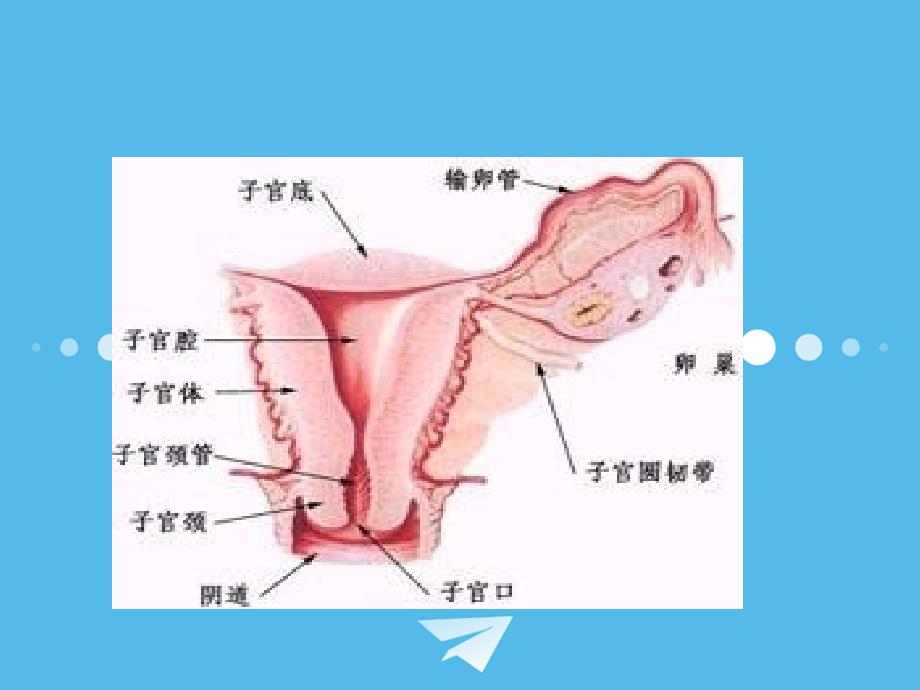 卵巢癌的护理课件_第3页