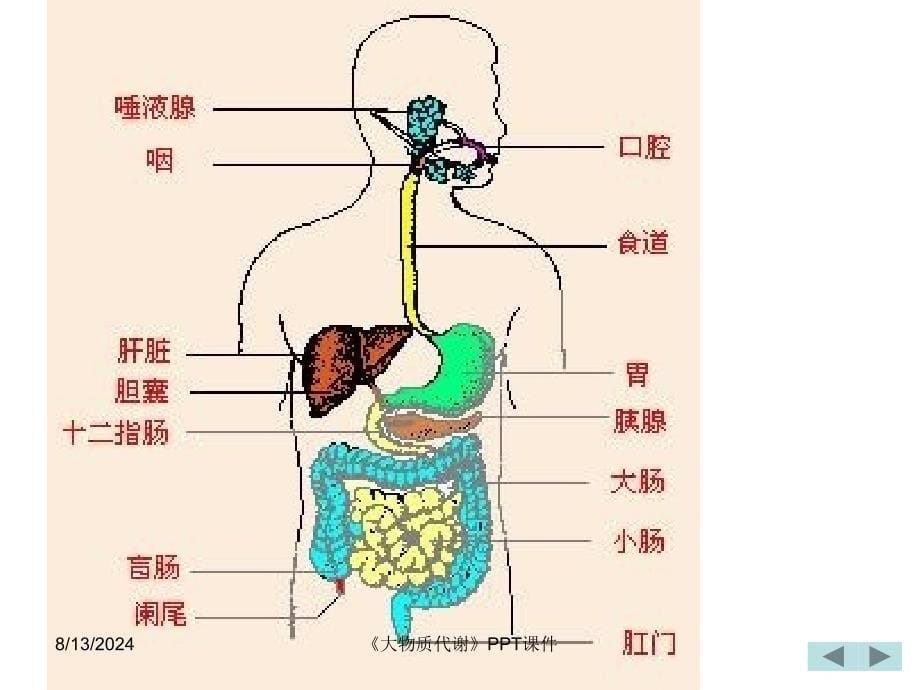 大物质代谢课件_第5页