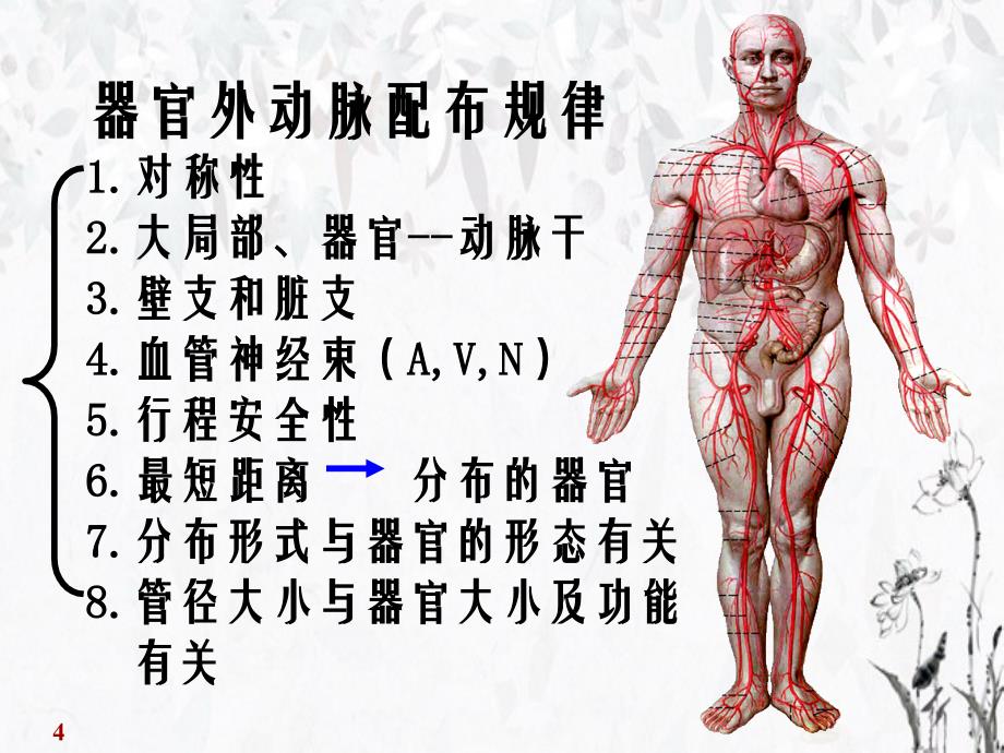 心血管系统动脉课件_第4页