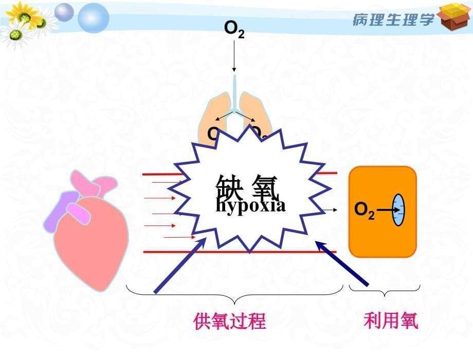 病理生理学缺氧_第5页