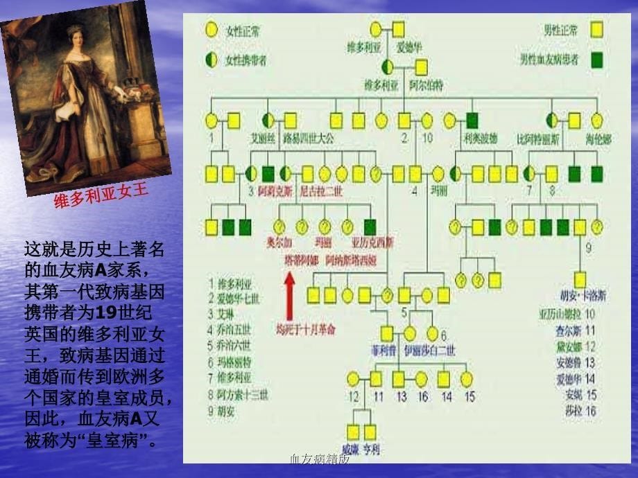 最新血友病精版_第5页