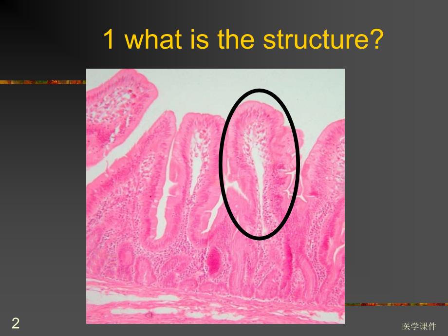 组织学与胚胎学实验考上试ppt课件_第2页