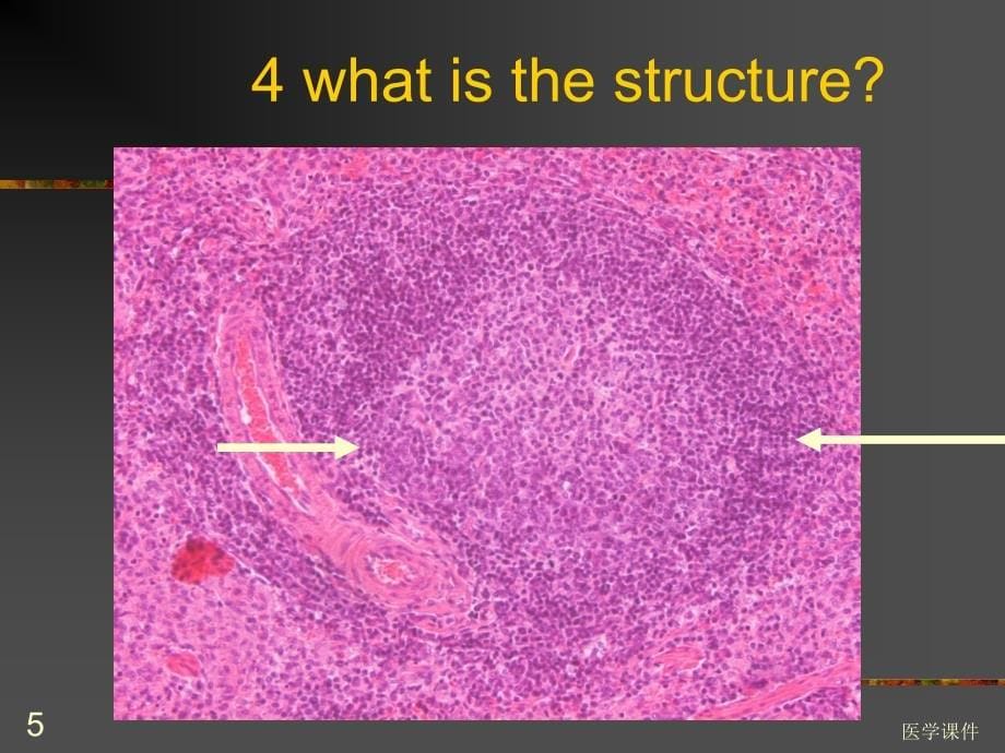 组织学与胚胎学实验考上试ppt课件_第5页