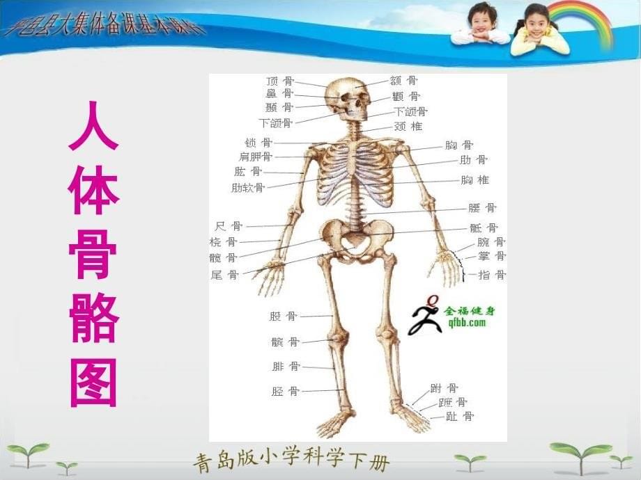 青岛版小学科学三年级下册我们的身体课件_第5页