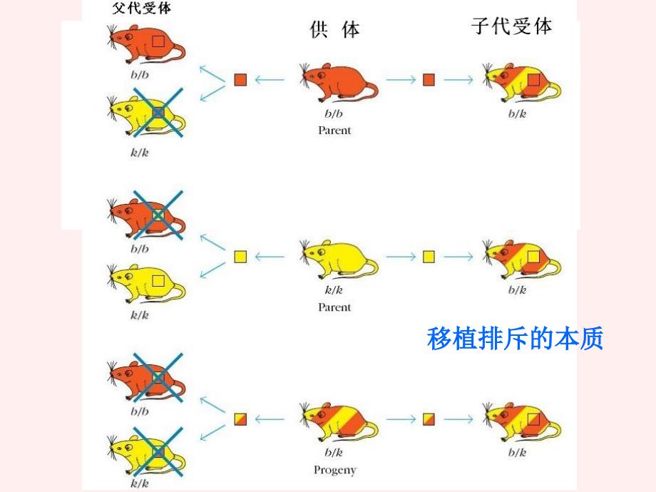 第八章主要组织相容性抗原_第4页