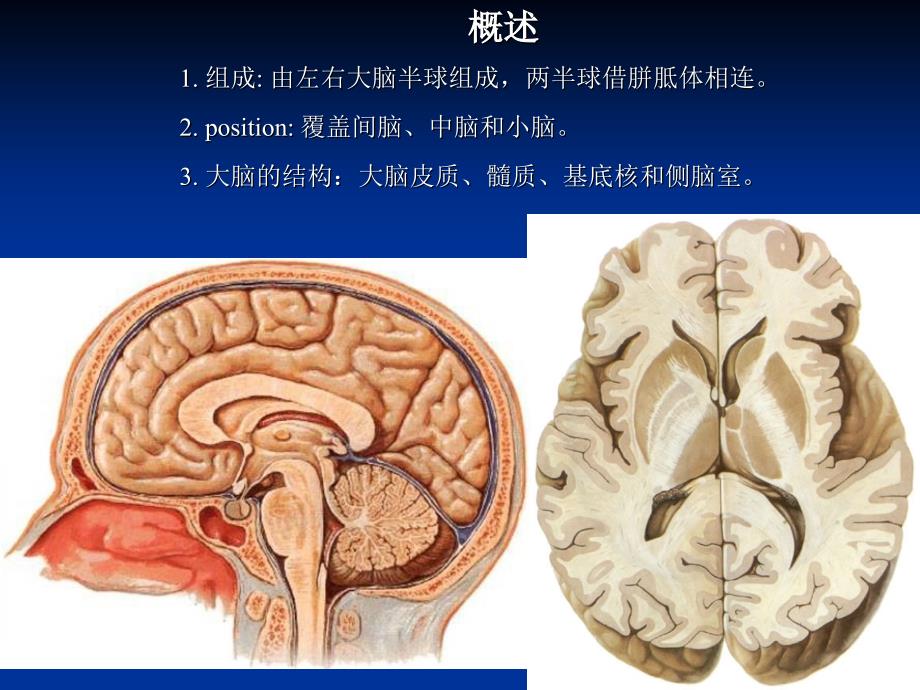 精品PPT由左右大脑半球组成课件_第2页