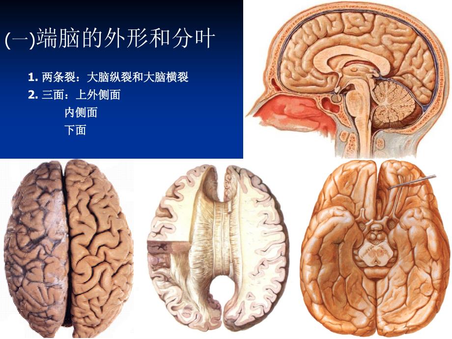 精品PPT由左右大脑半球组成课件_第3页