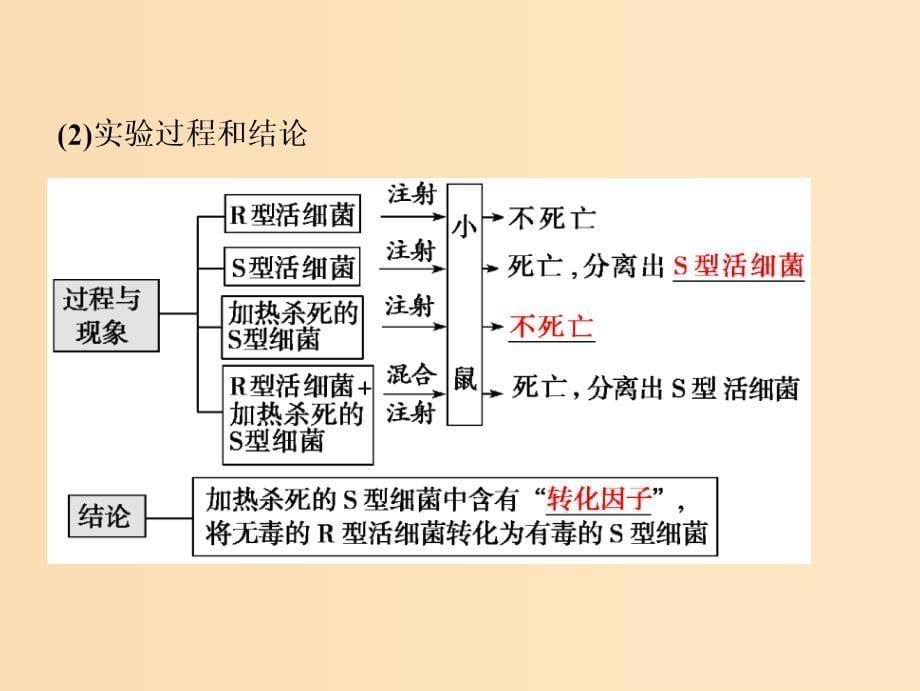 2019版高考生物一轮复习 第六单元 遗传的分子基础 第1讲 DNA是主要的遗传物质课件 新人教版.ppt_第5页