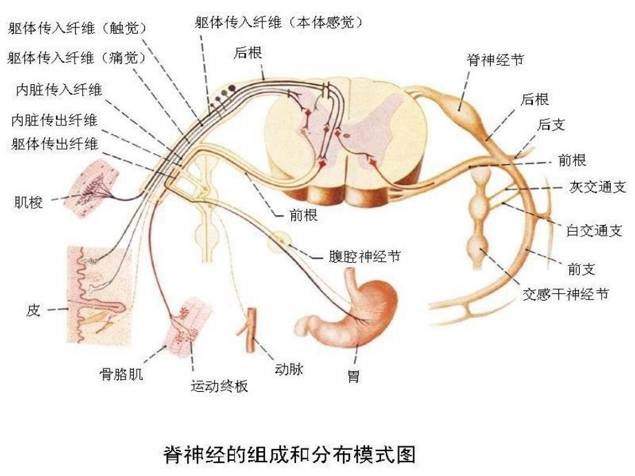 脊柱损伤的固定和搬运_第2页