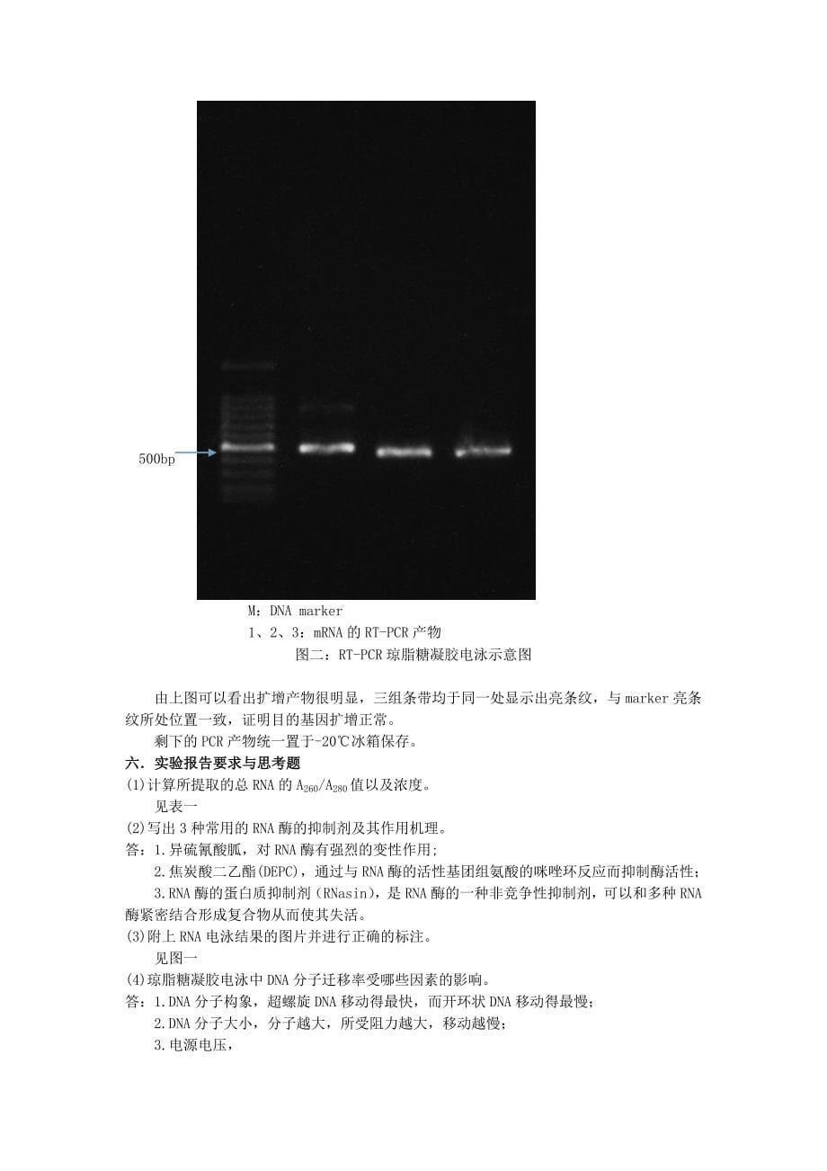 目的基因的获取.doc_第5页