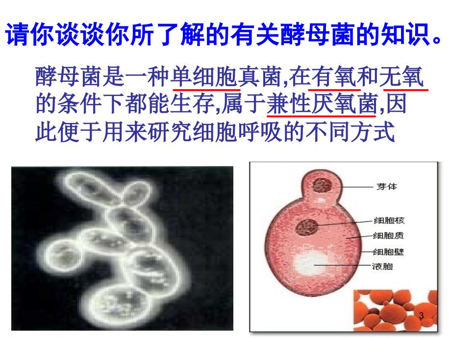 ATP的主要来源细胞呼吸_第3页