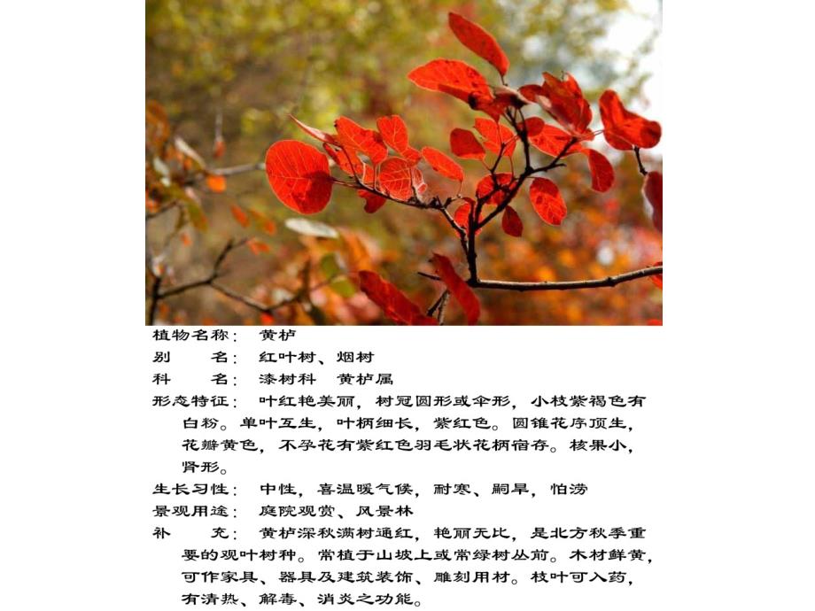 园林植物学习课件_第2页