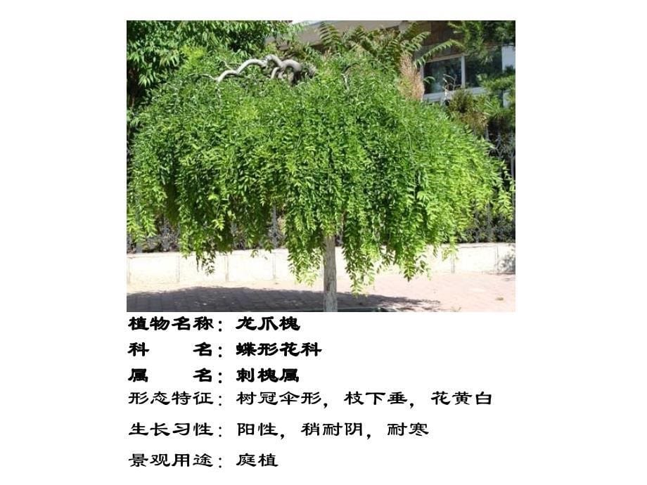 园林植物学习课件_第5页