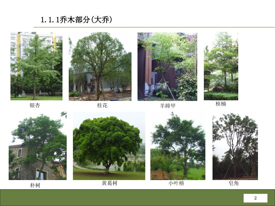 成都常见园林植物介绍_第2页