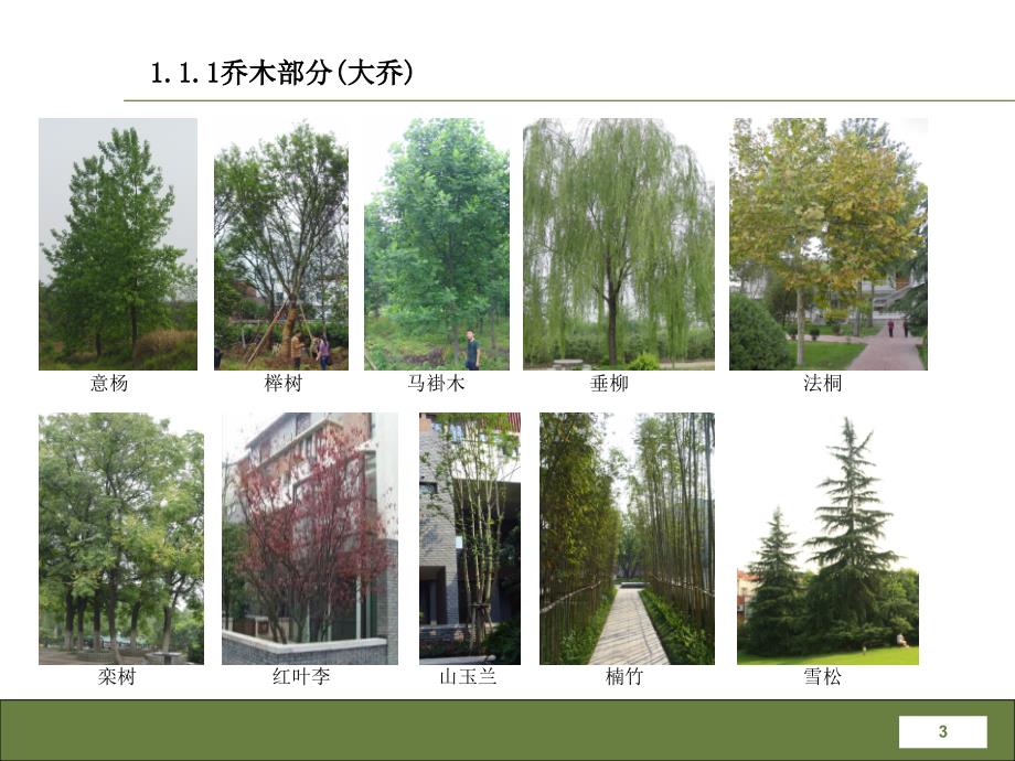 成都常见园林植物介绍_第3页