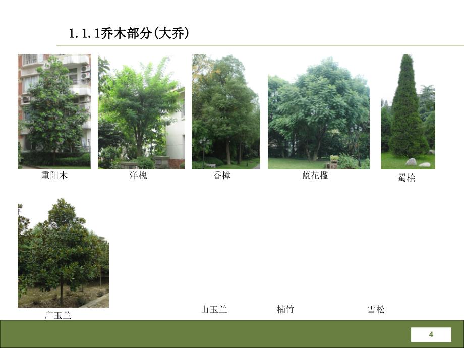 成都常见园林植物介绍_第4页