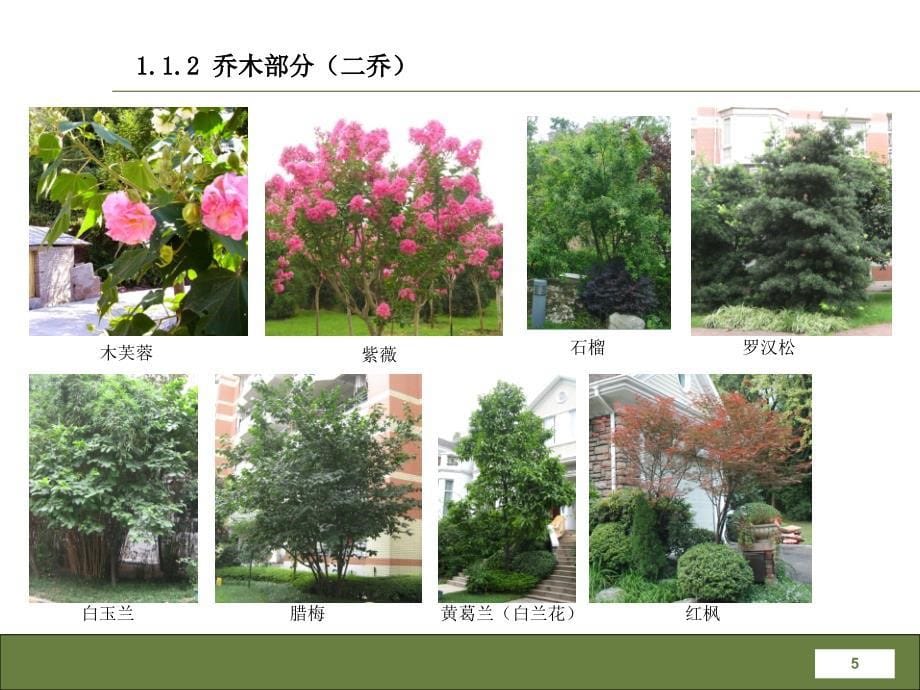 成都常见园林植物介绍_第5页