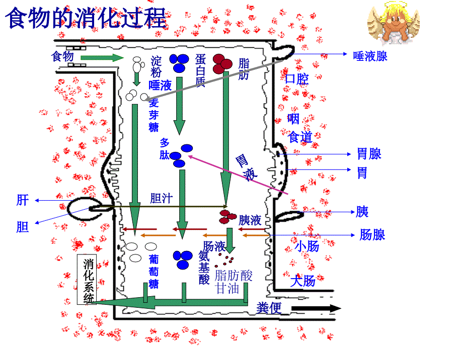 食物的消化与吸收第2课时_第3页