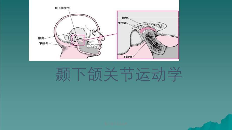 颞下颌关节运动学课件_第1页